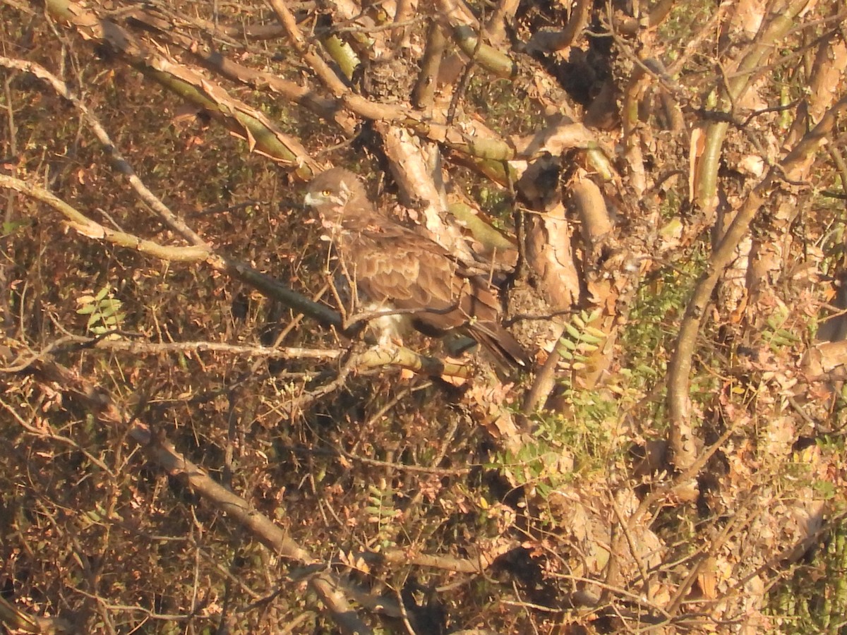 orlík krátkoprstý - ML646965700