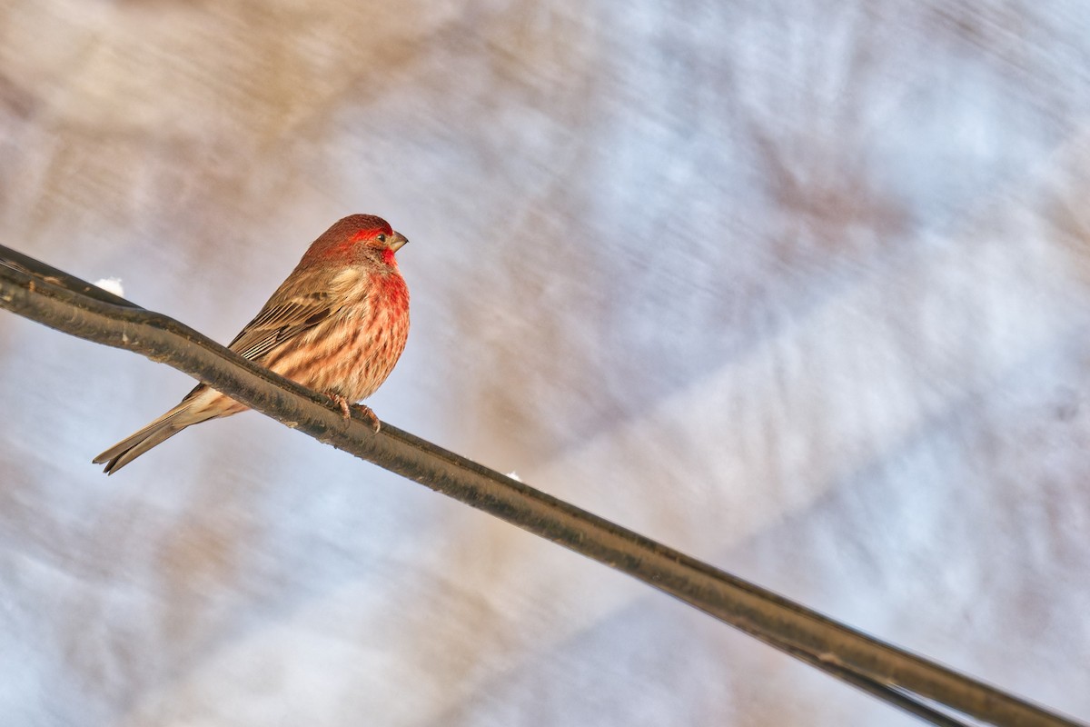 hýl rudoprsý - ML646965704