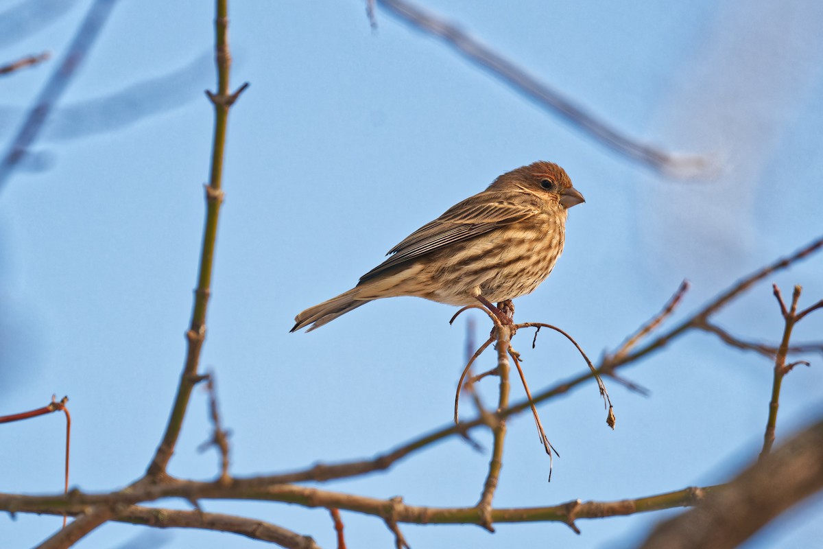 hýl rudoprsý - ML646965705