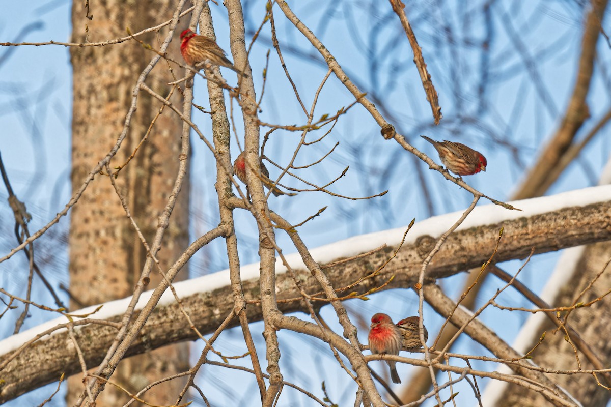 hýl rudoprsý - ML646965706