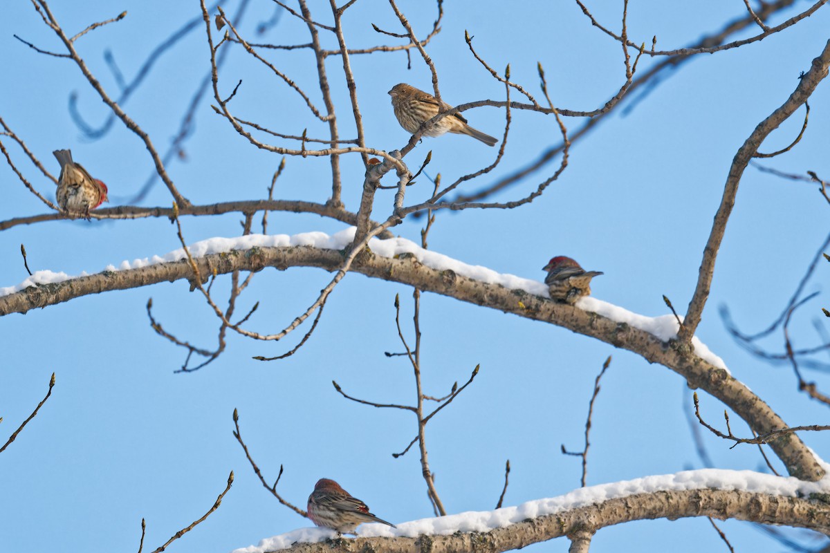 hýl rudoprsý - ML646965707