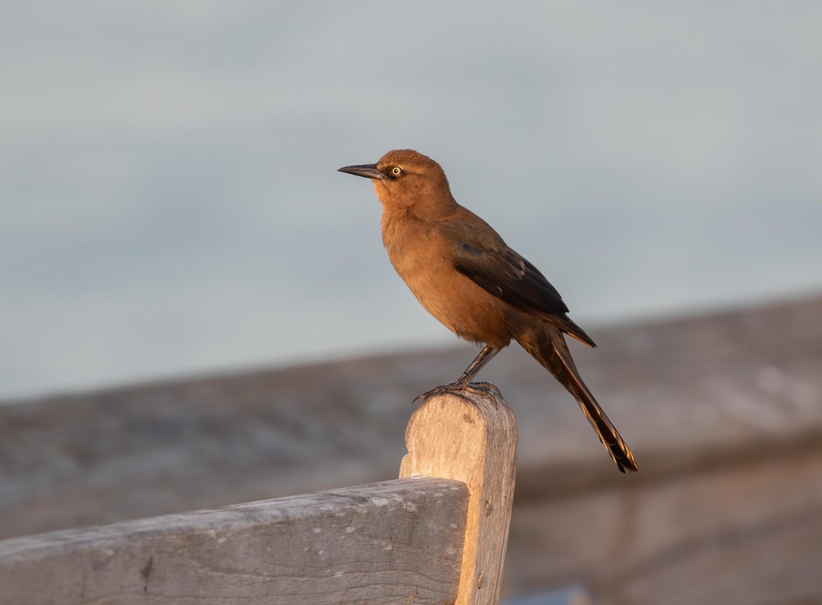 Boat-tailed Grackle - ML646965710