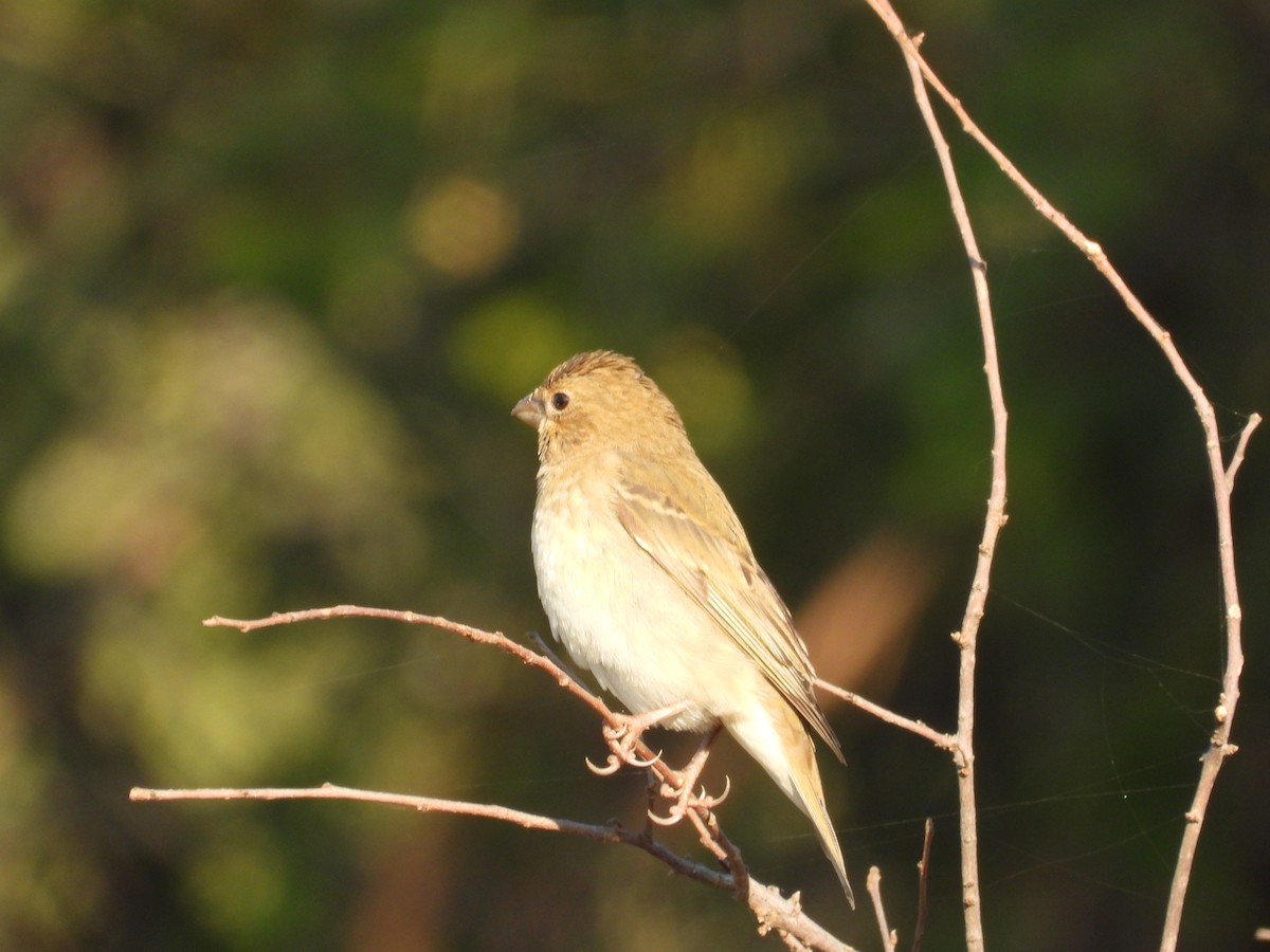 hýl rudý - ML646965735