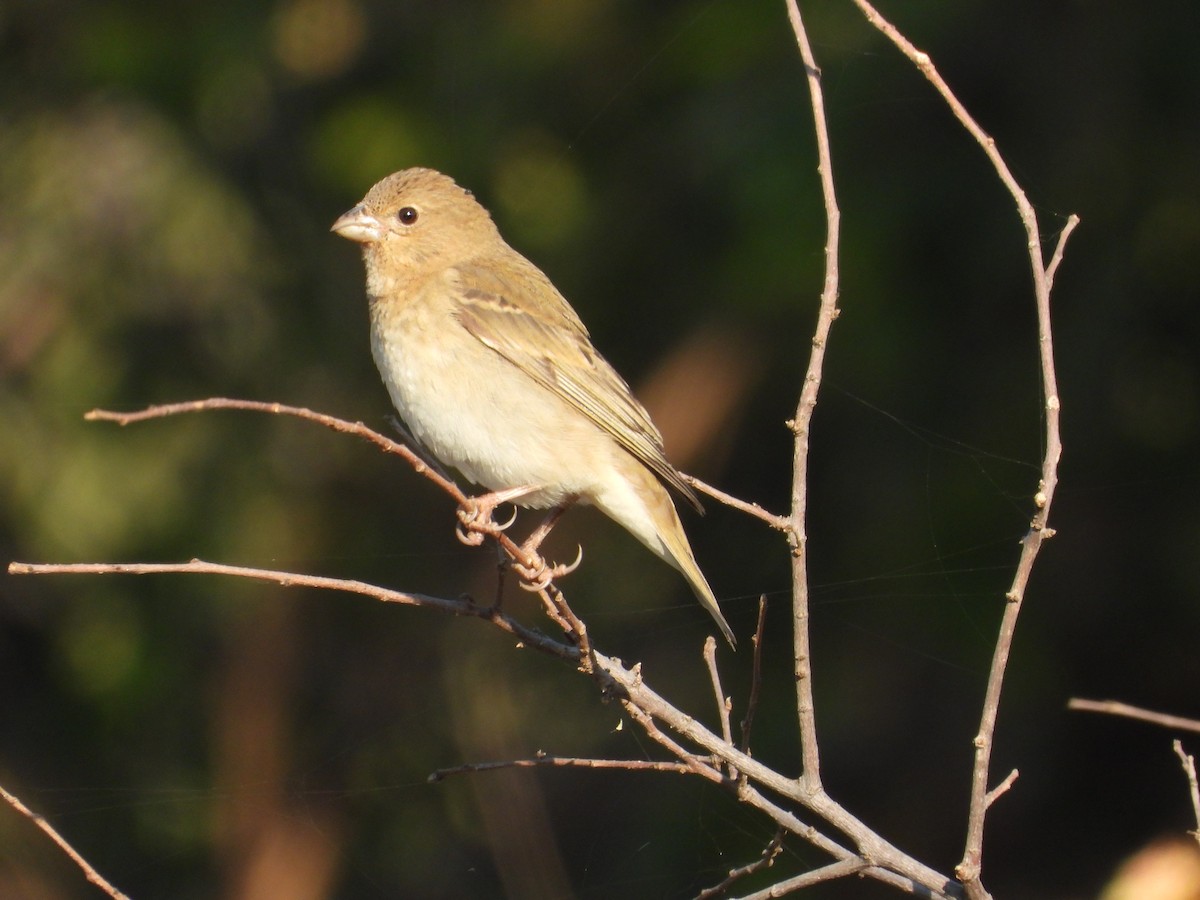 hýl rudý - ML646965736