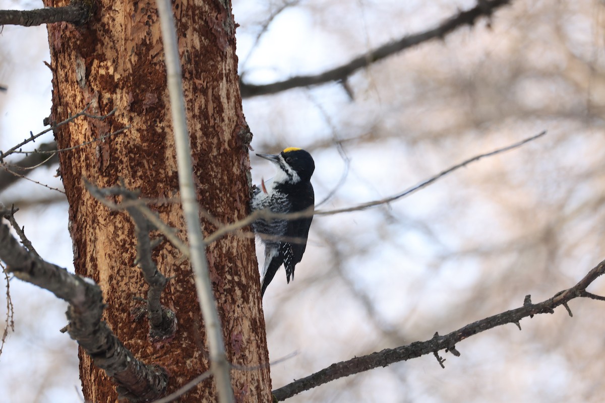 svartryggspett - ML646965737