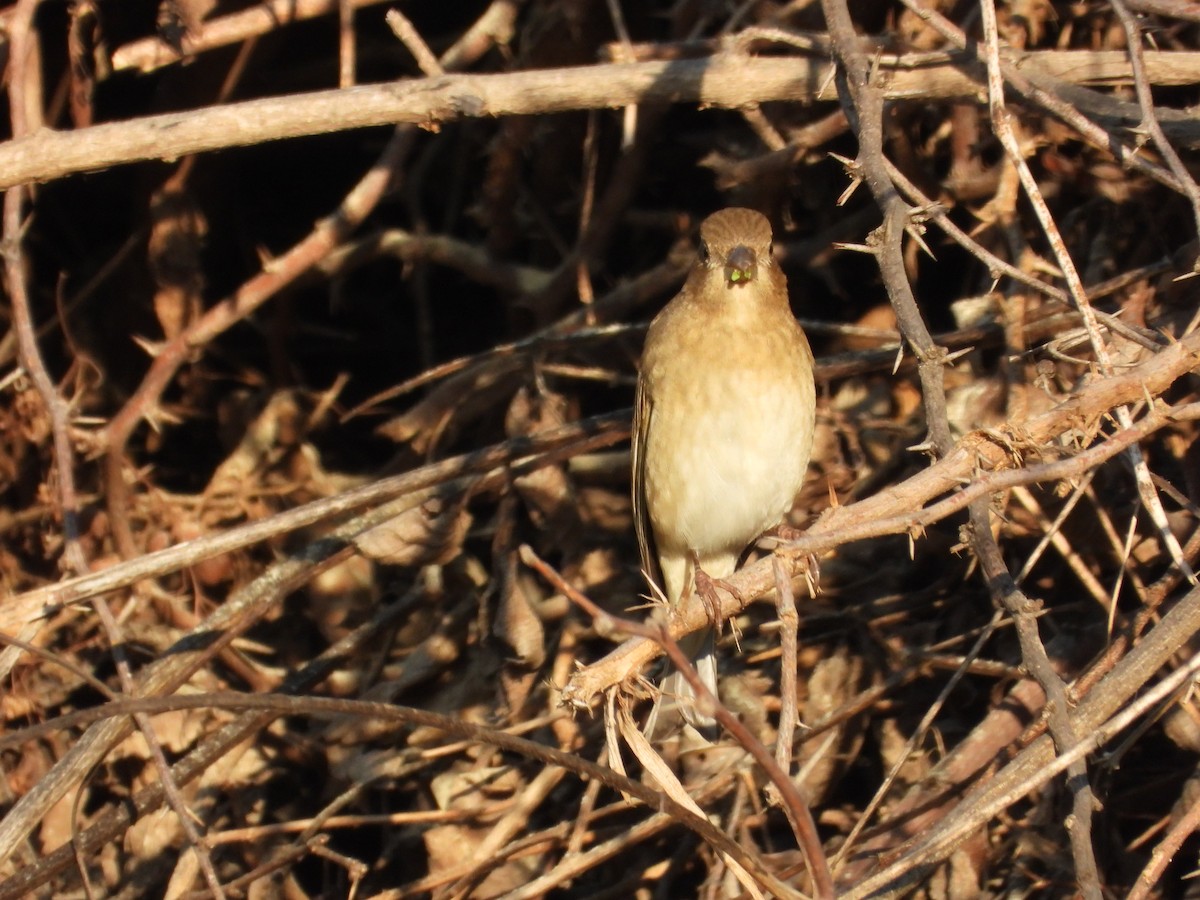 hýl rudý - ML646965738