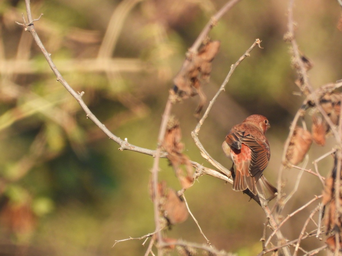 hýl rudý - ML646965739