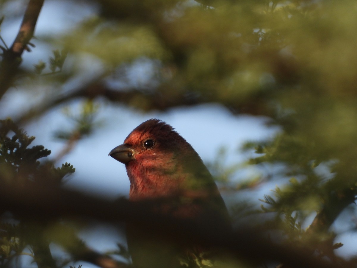 hýl rudý - ML646965740