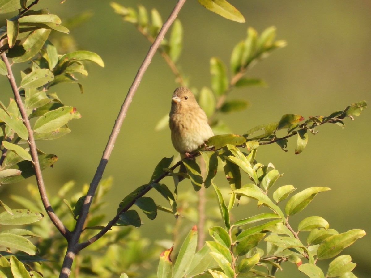 hýl rudý - ML646965741