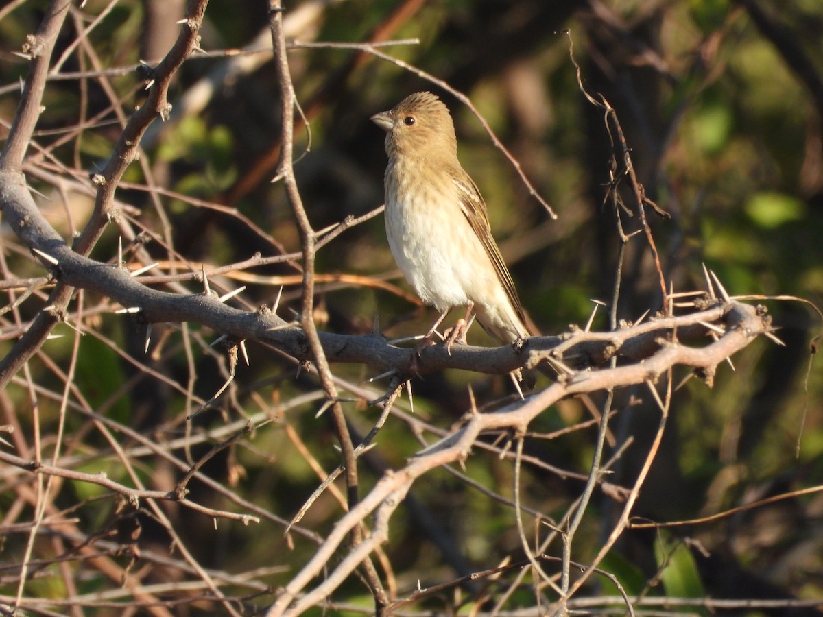 hýl rudý - ML646965742