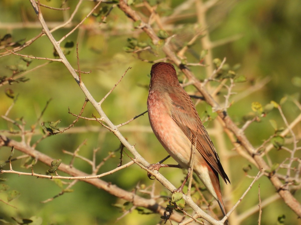 hýl rudý - ML646965744