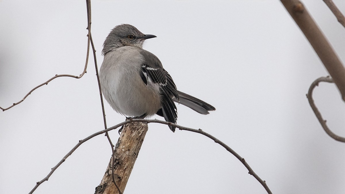 Northern Mockingbird - ML646965753