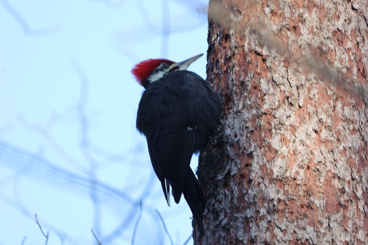 Pileated Woodpecker - ML646965755