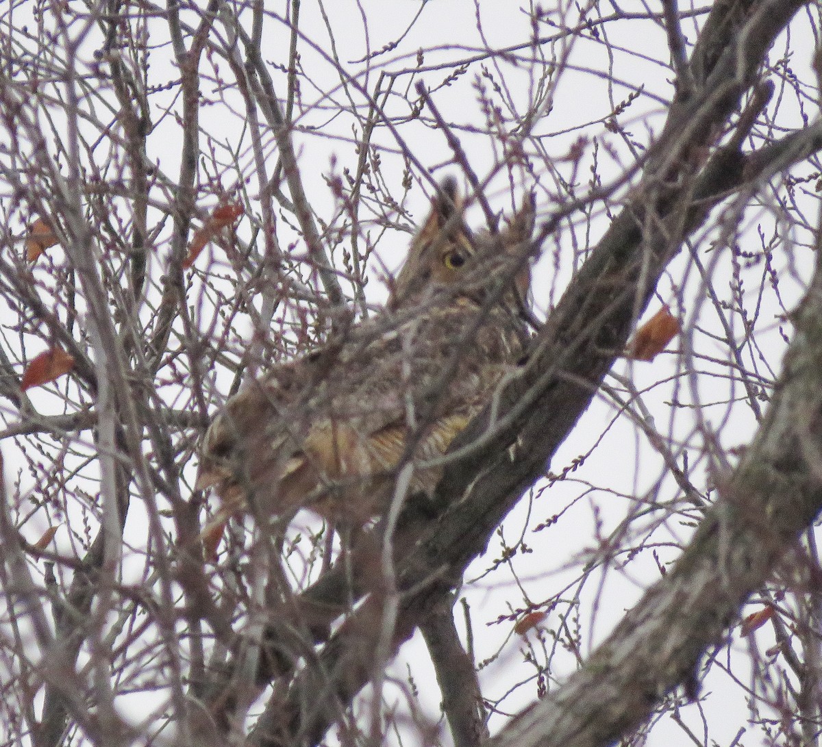 Hontz virginiarra - ML646965758