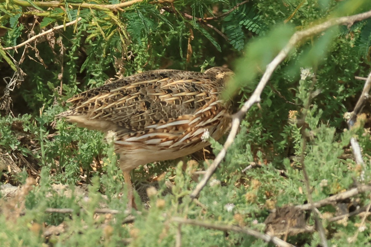 Galeper eurasiarra - ML646965761