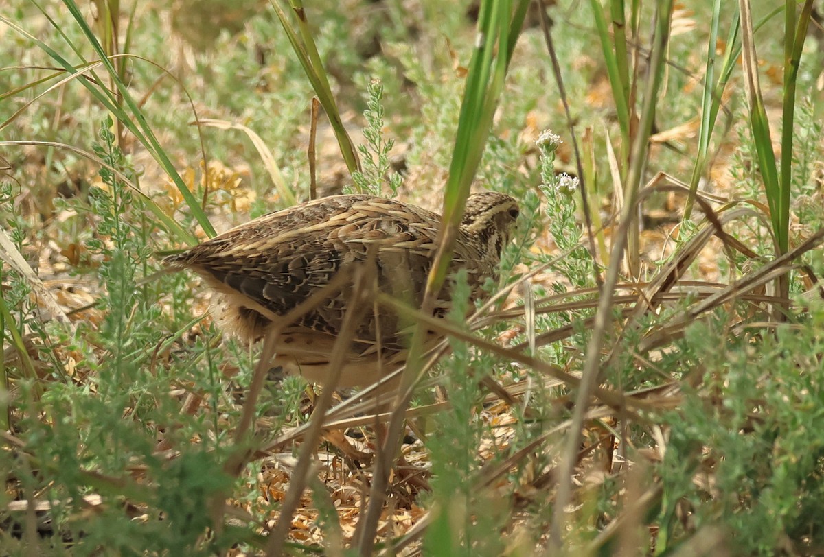Galeper eurasiarra - ML646965762