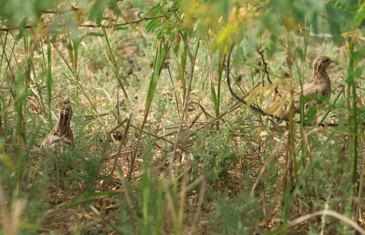 Galeper eurasiarra - ML646965763