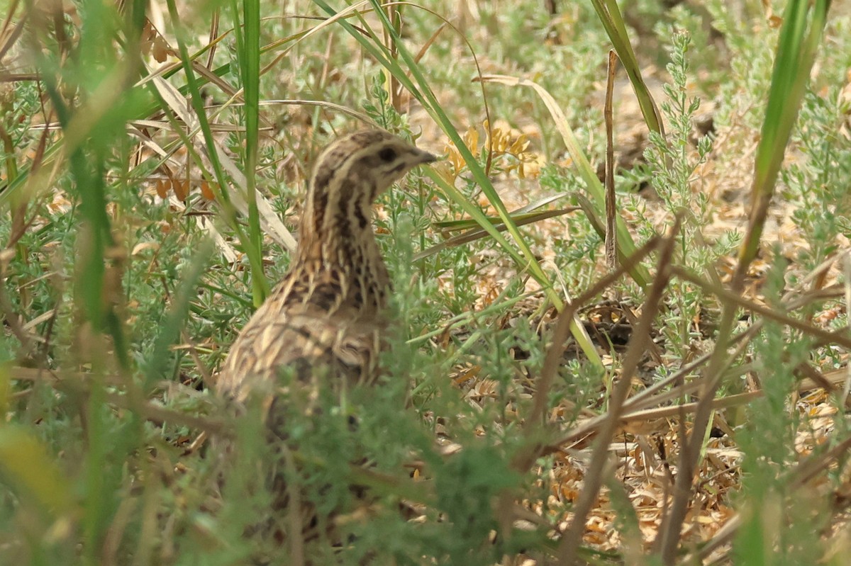 Galeper eurasiarra - ML646965764