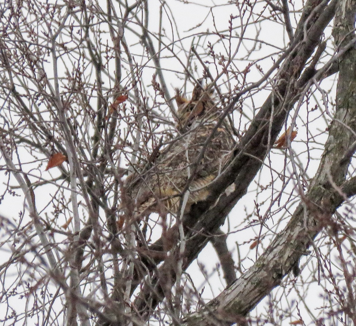 Hontz virginiarra - ML646965765