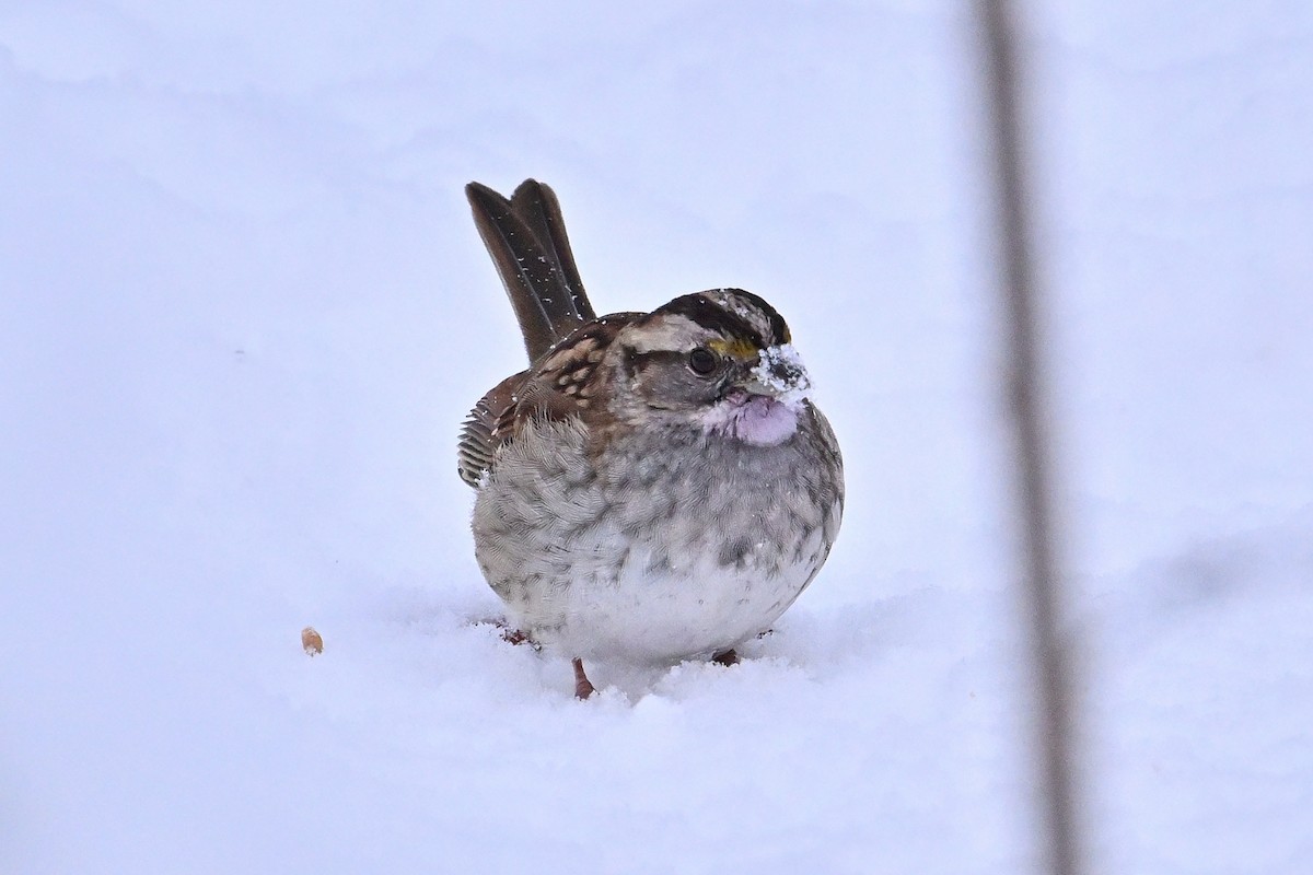 Weißkehlammer - ML646965766