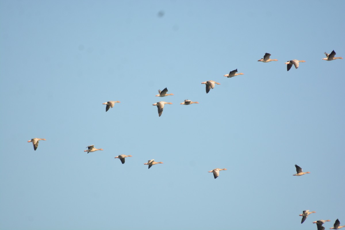 Серый гусь - ML646965767