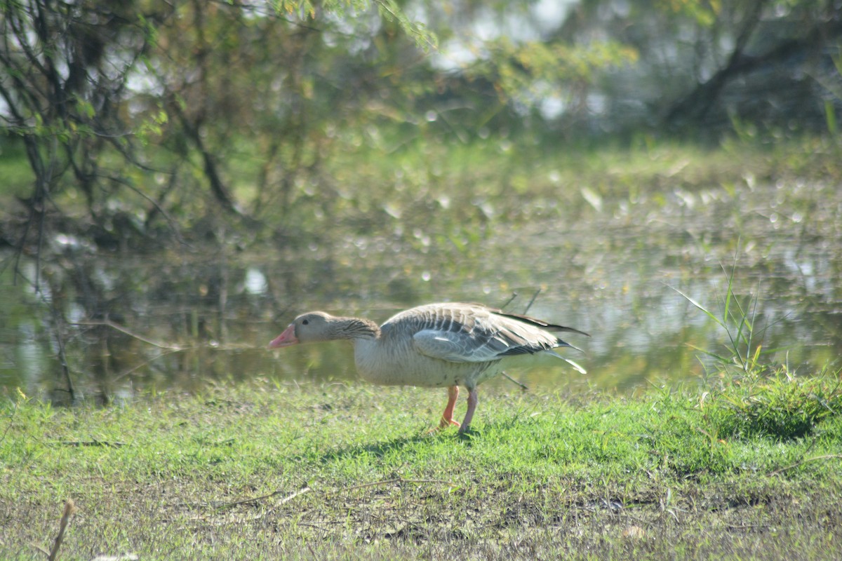 Серый гусь - ML646965768