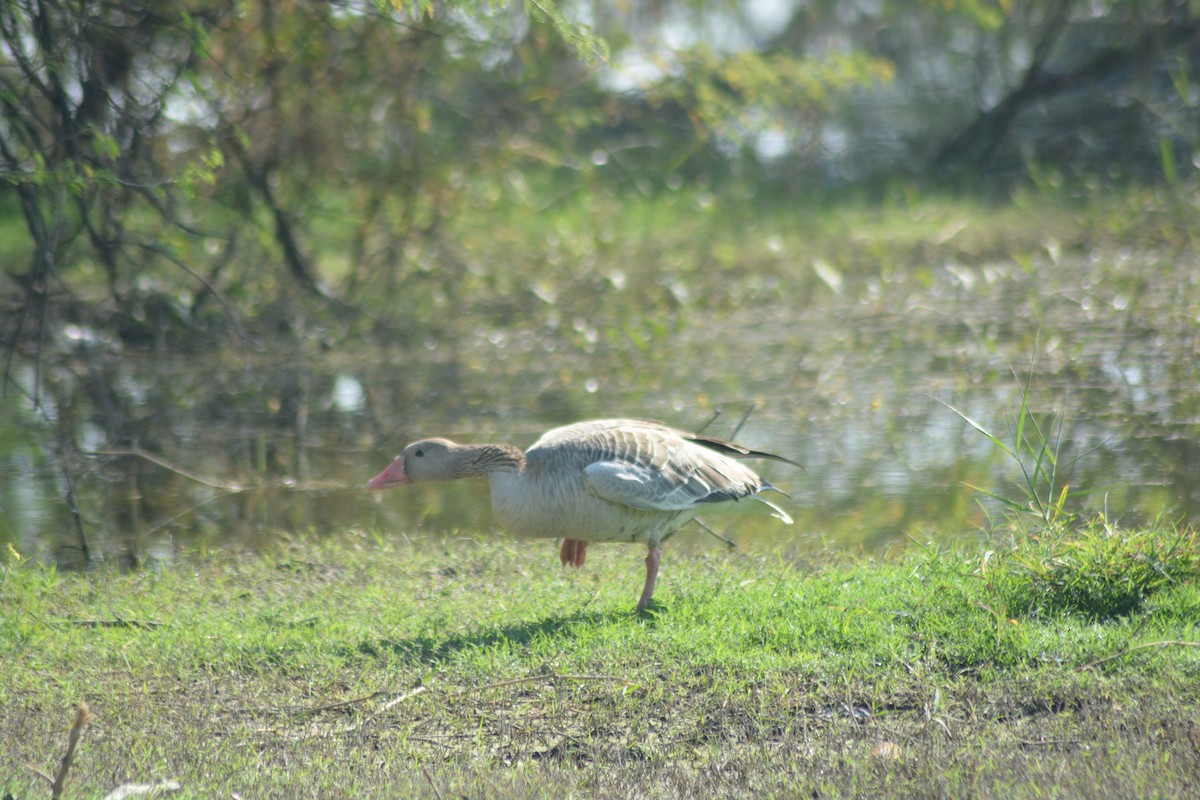 Серый гусь - ML646965769