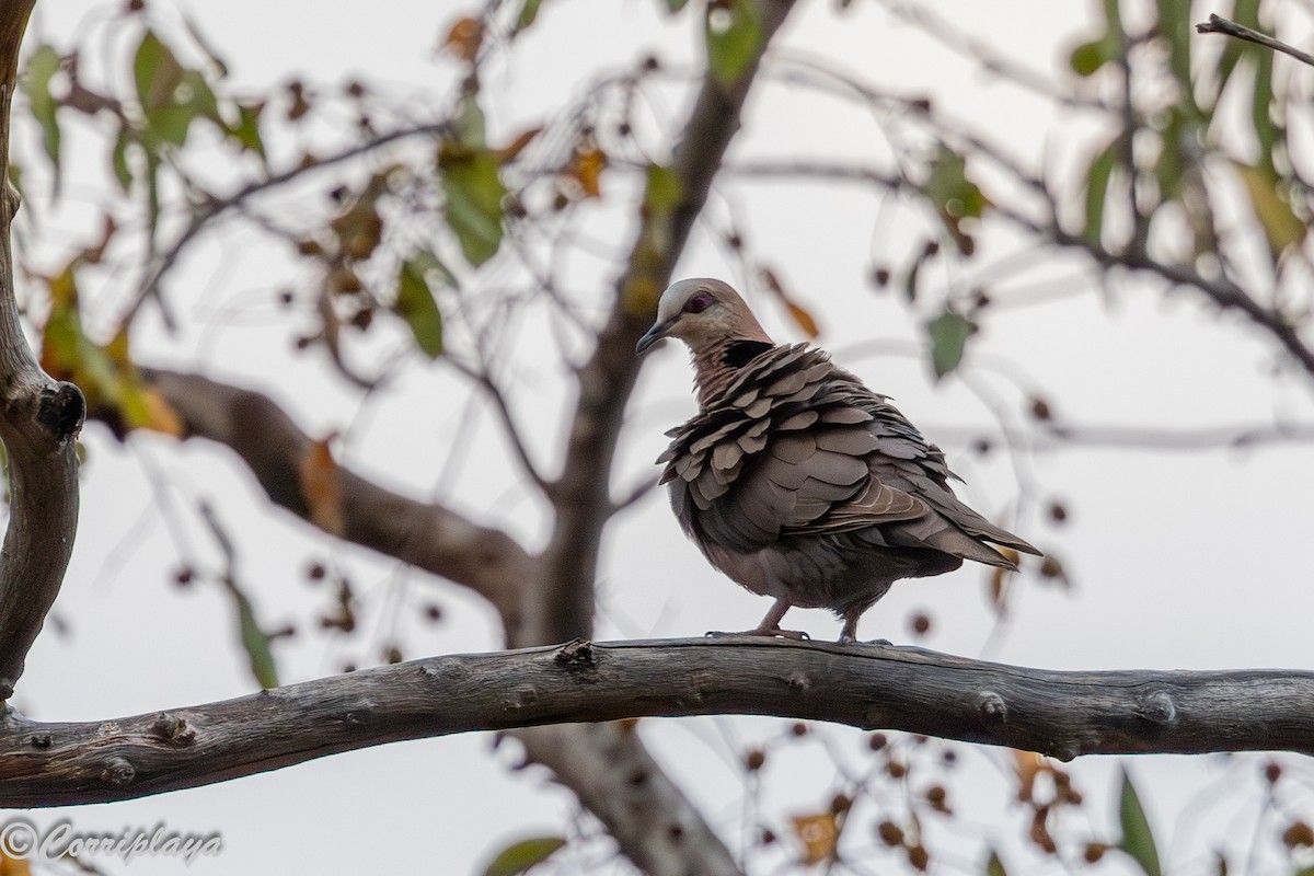 Горлиця червоноока - ML646965770