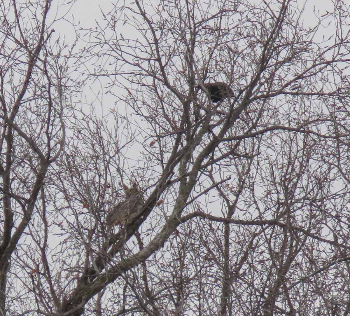 Hontz virginiarra - ML646965771