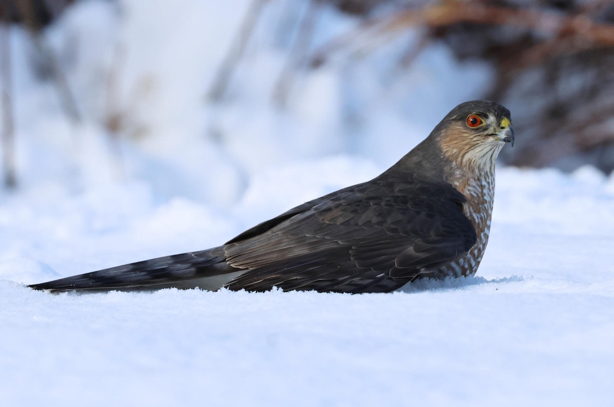 Sharp-shinned Hawk - ML646965772