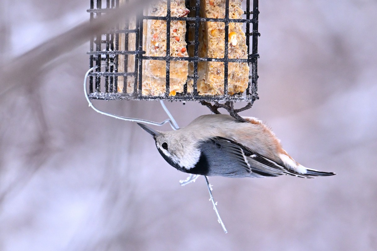 Weißbrustkleiber - ML646965774