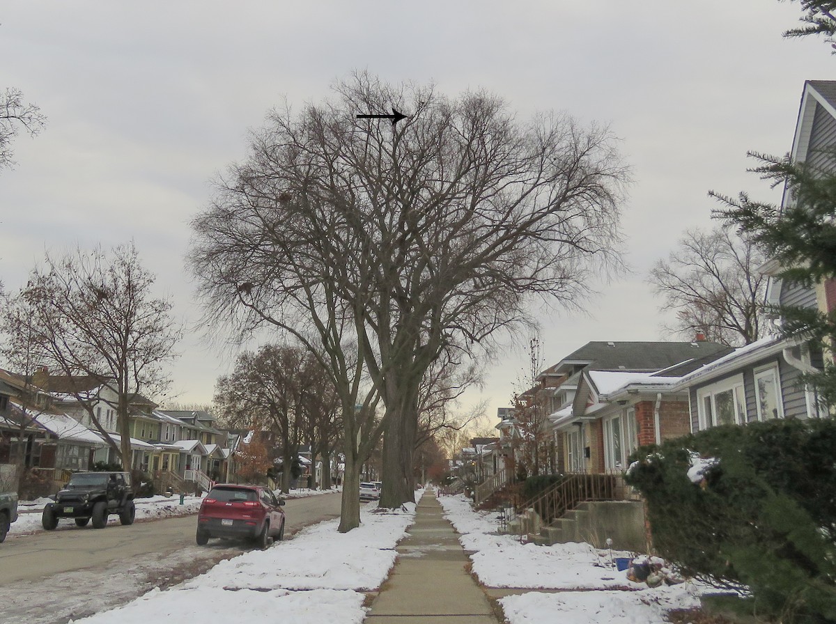 Hontz virginiarra - ML646965775