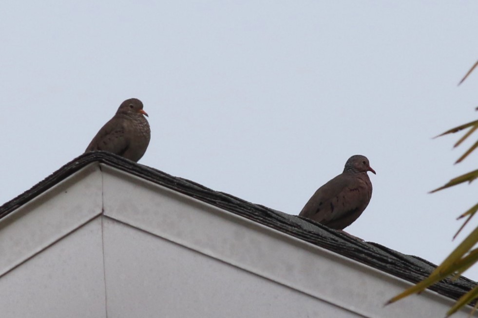 Serçe Kumrusu - ML646965782