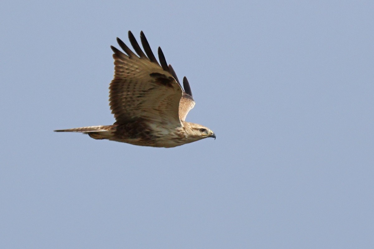 Long-legged Buzzard - ML646965784