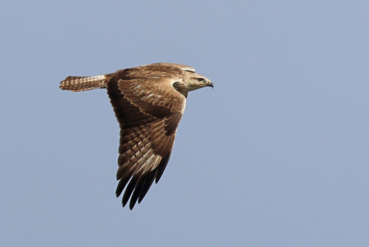 Long-legged Buzzard - ML646965785