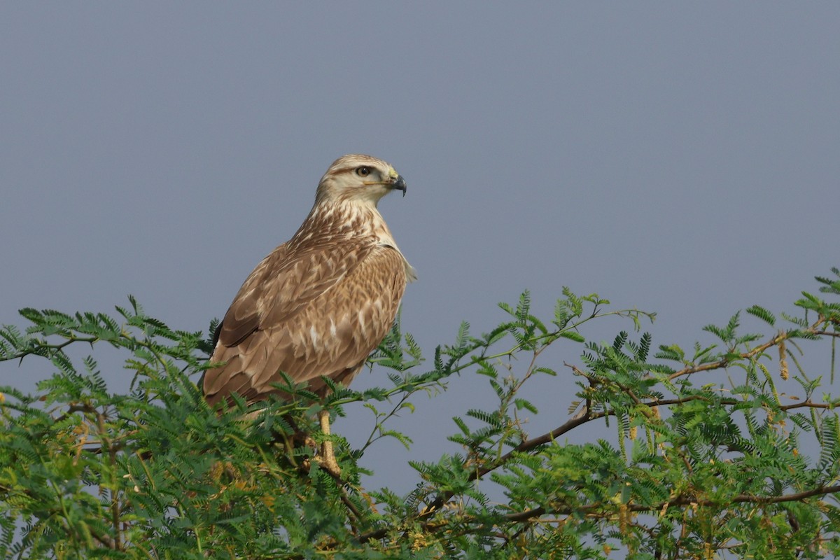 Long-legged Buzzard - ML646965786
