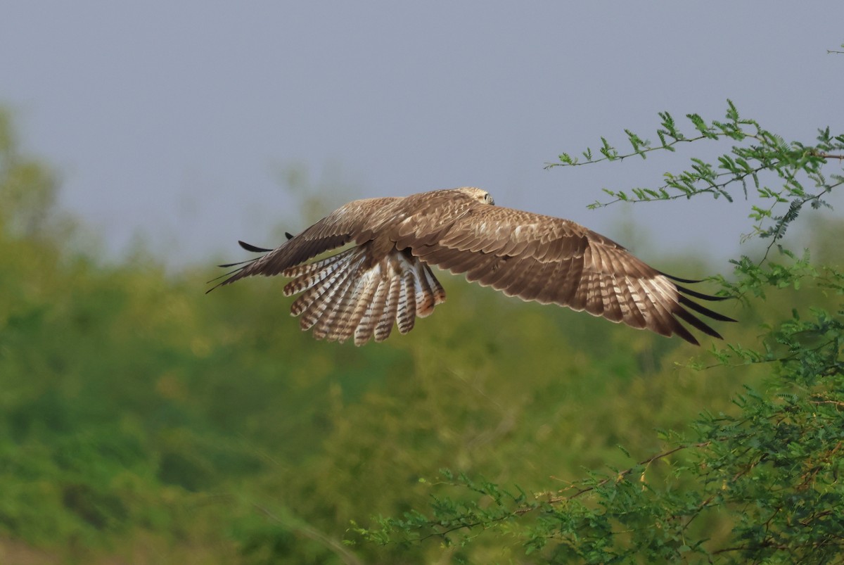 Long-legged Buzzard - ML646965787