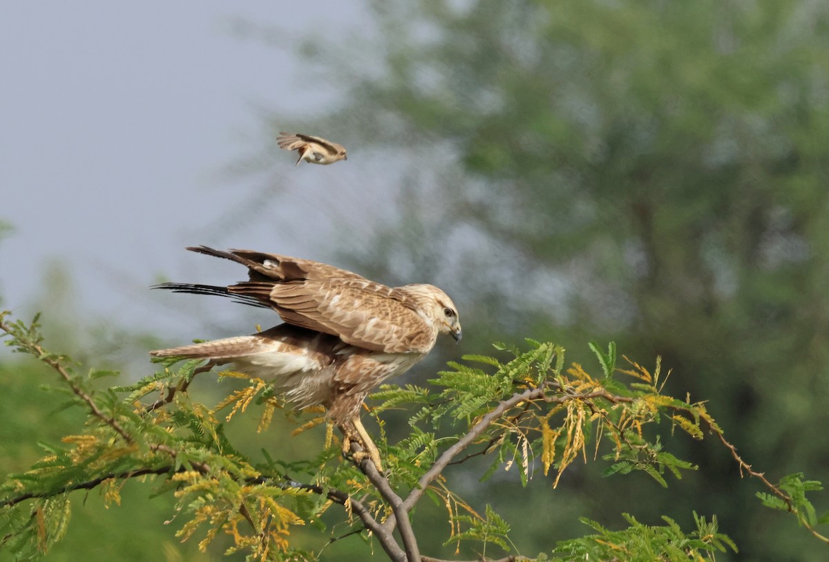 Long-legged Buzzard - ML646965788