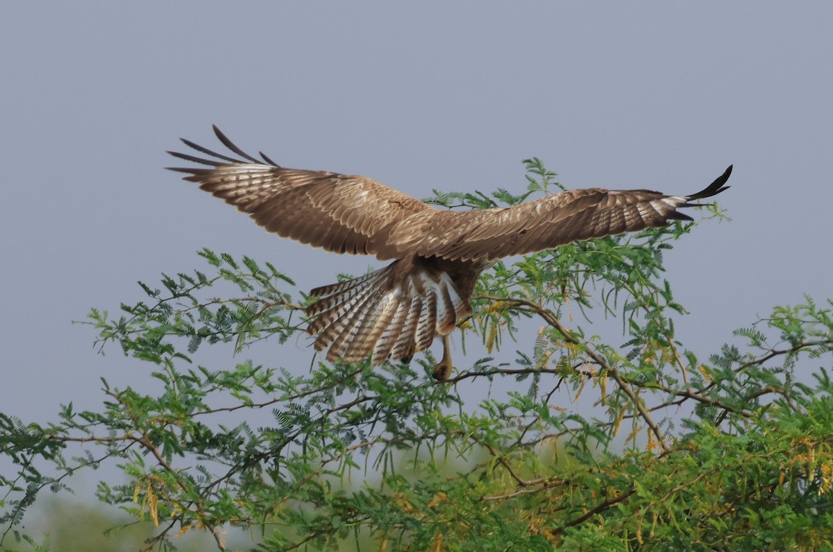 Long-legged Buzzard - ML646965789