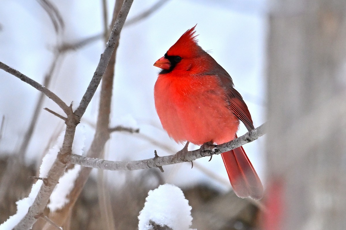 Rotkardinal - ML646965790