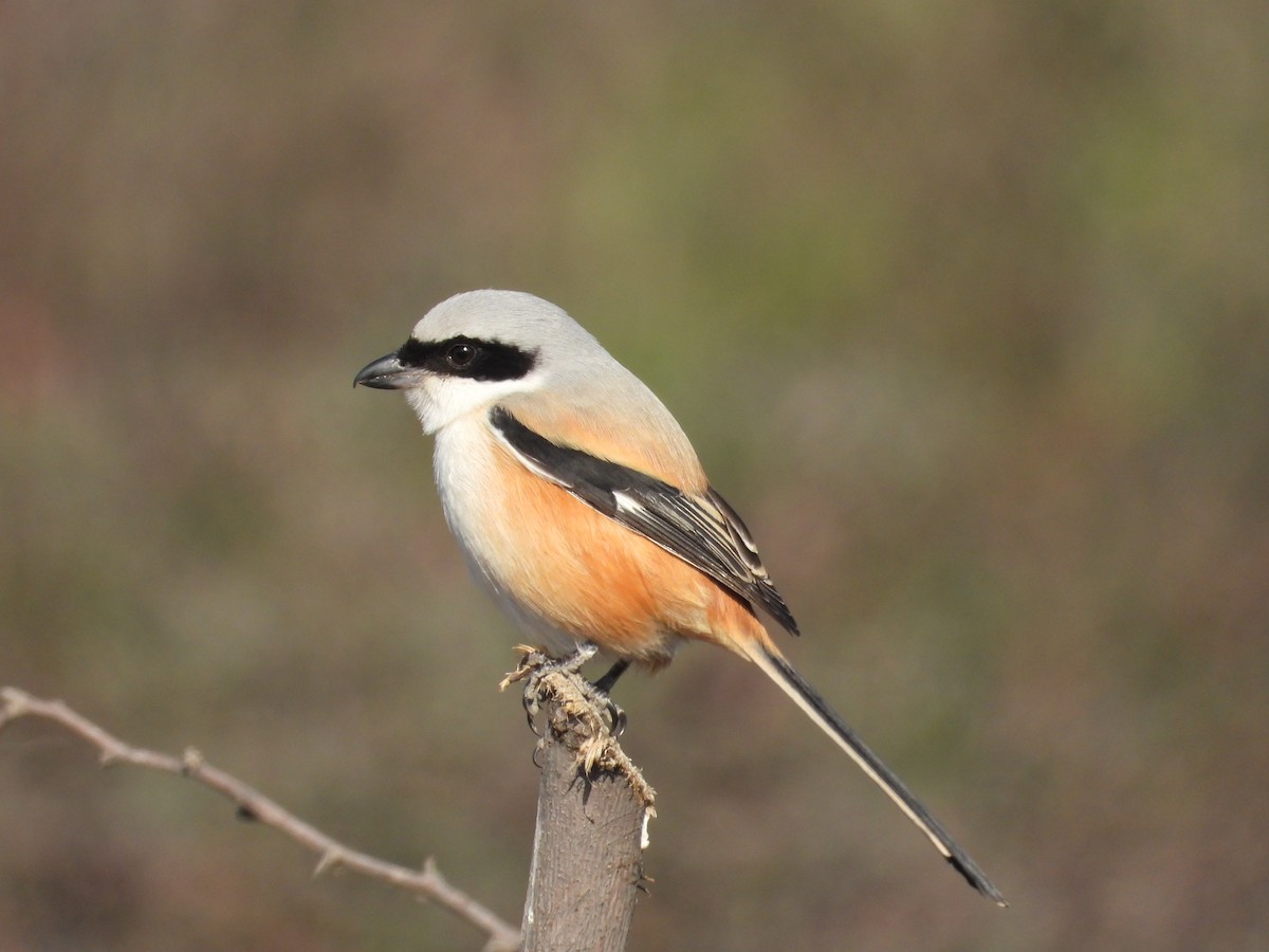 Сорокопуд довгохвостий - ML646965795