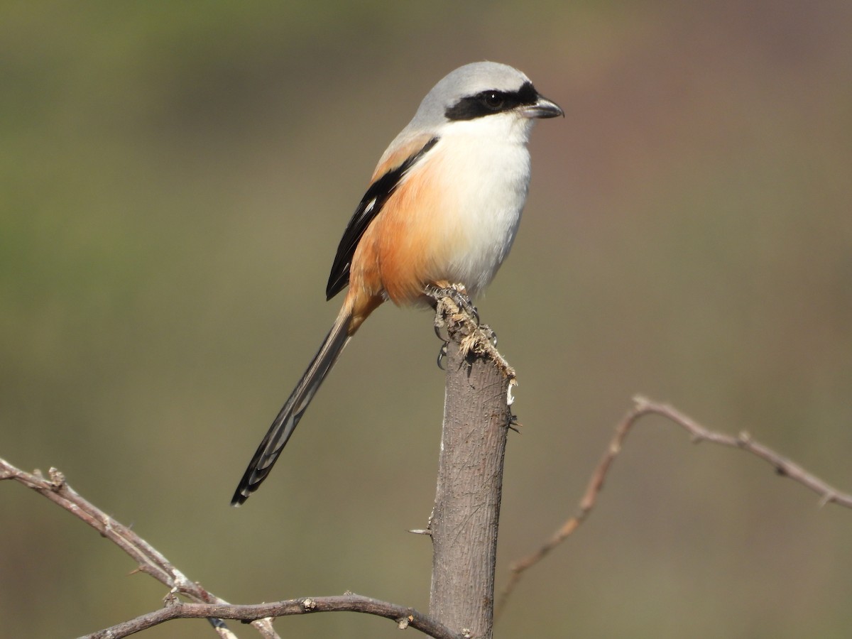 Сорокопуд довгохвостий - ML646965796