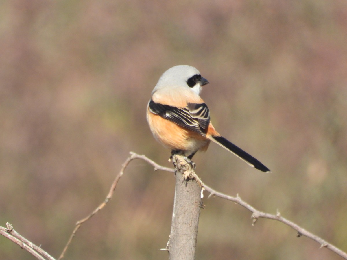 Сорокопуд довгохвостий - ML646965797