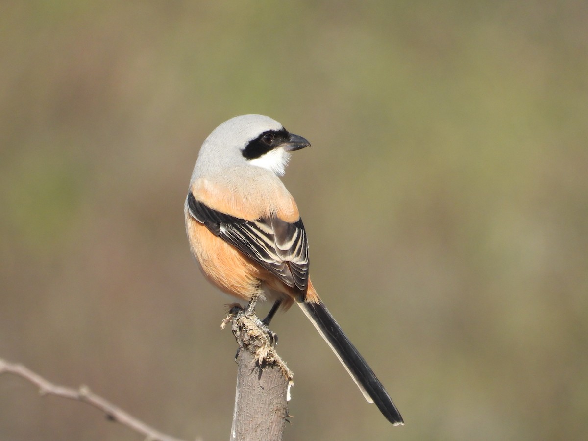 Сорокопуд довгохвостий - ML646965798