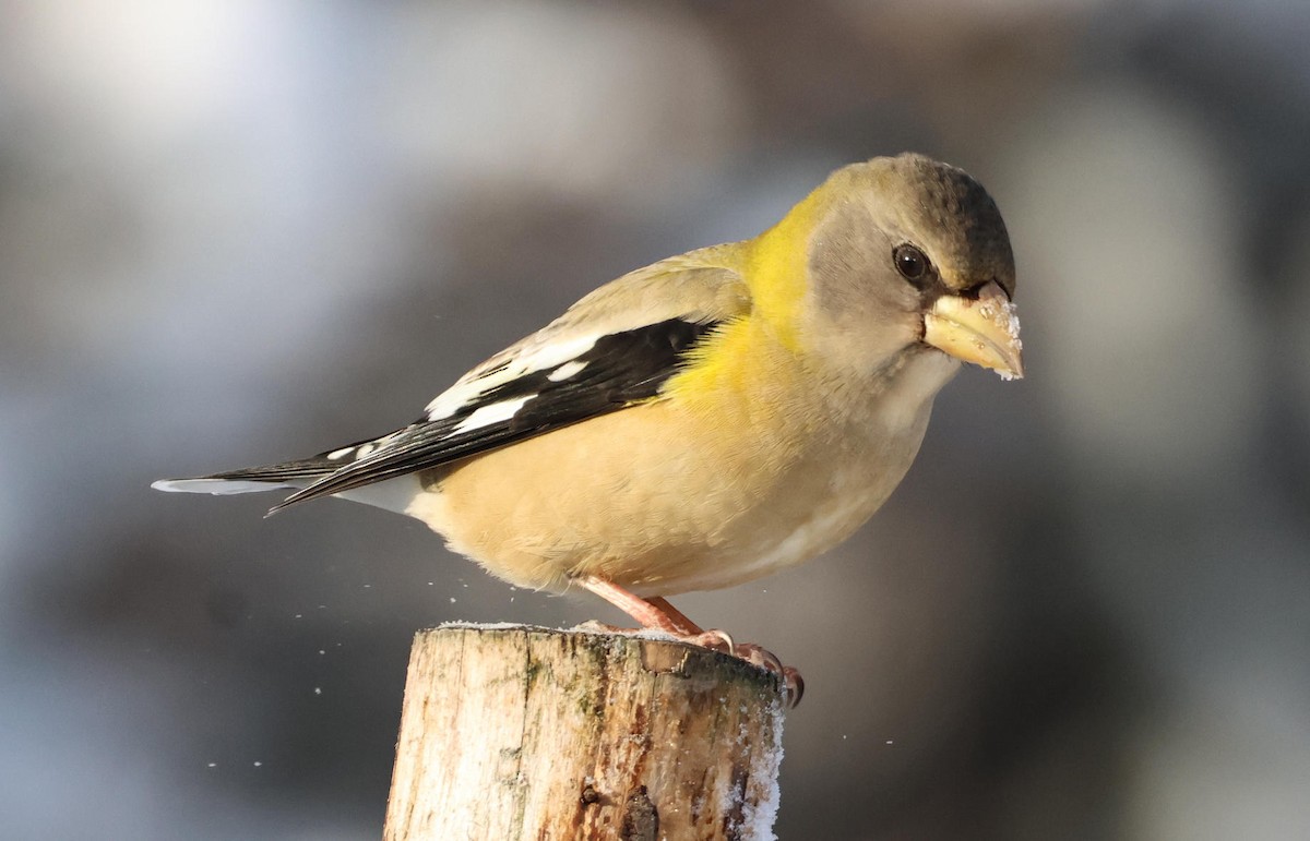 Evening Grosbeak - ML646965802