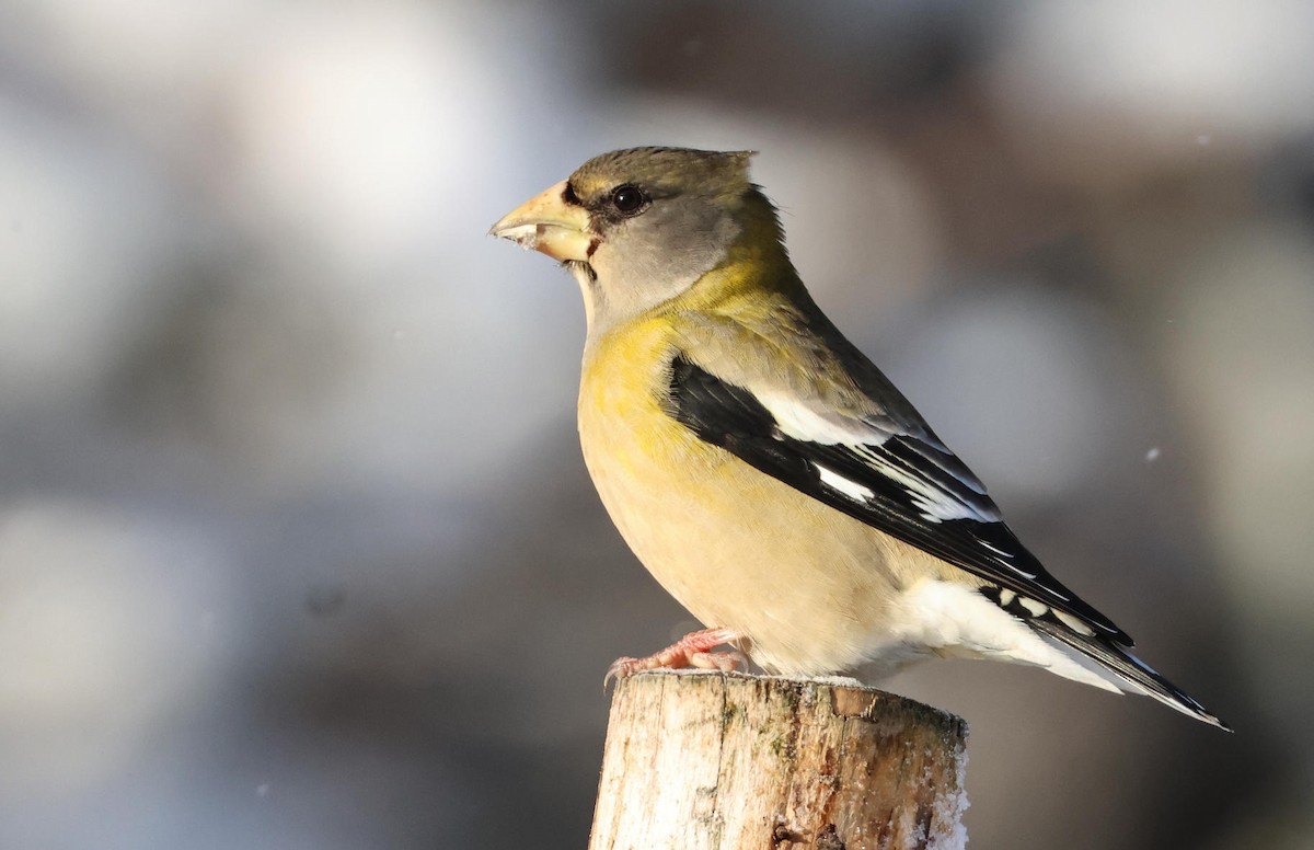 Evening Grosbeak - ML646965803