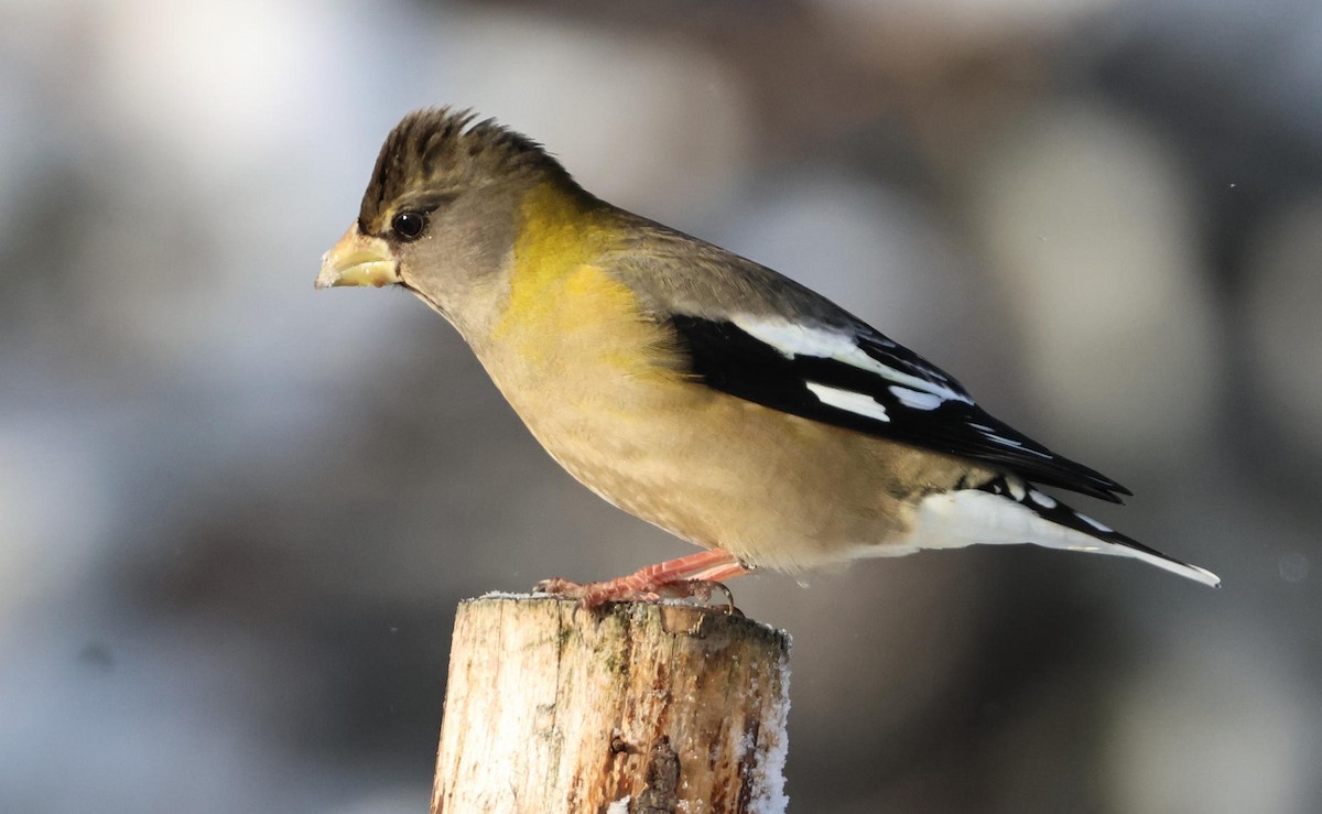 Evening Grosbeak - ML646965804