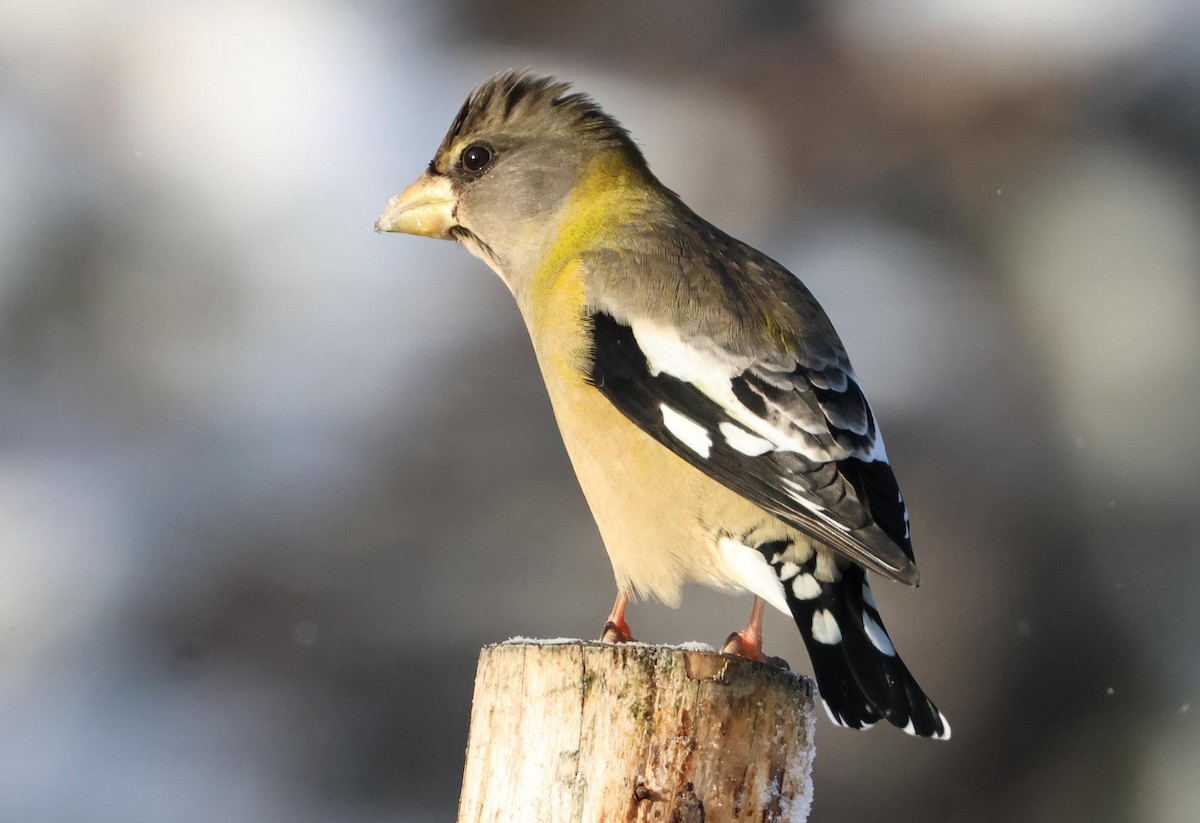Evening Grosbeak - ML646965805