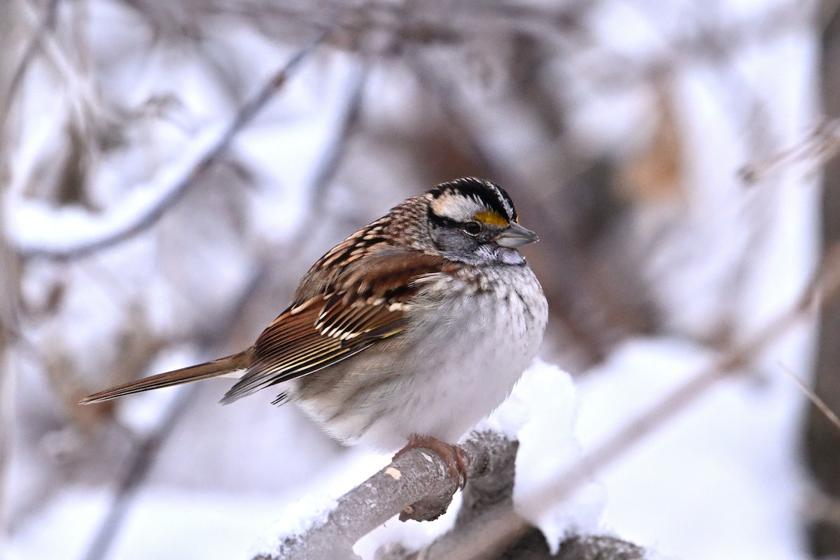 Weißkehlammer - ML646965806