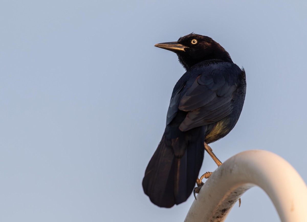 Boat-tailed Grackle - ML646965807